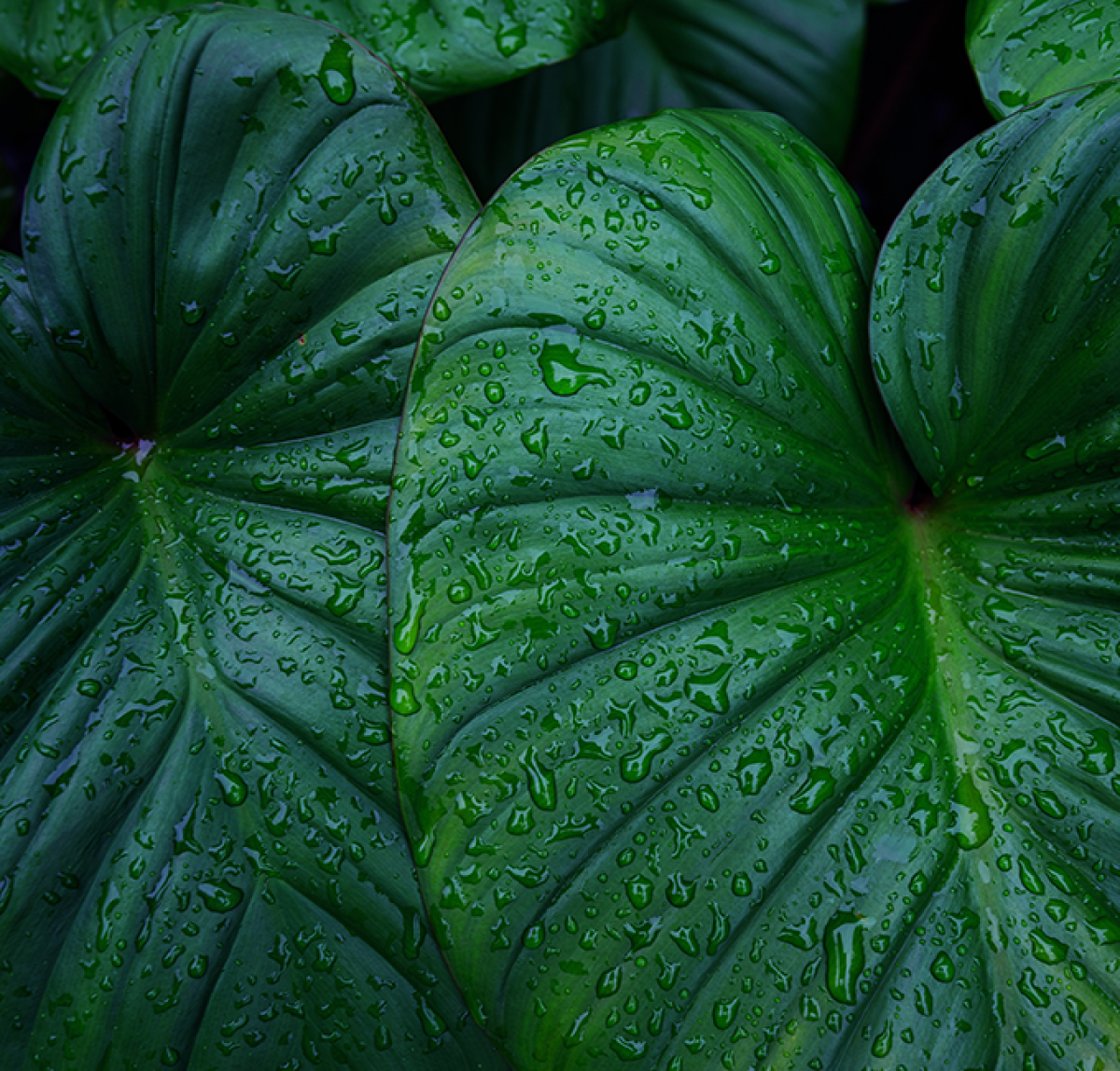 Foundational concepts