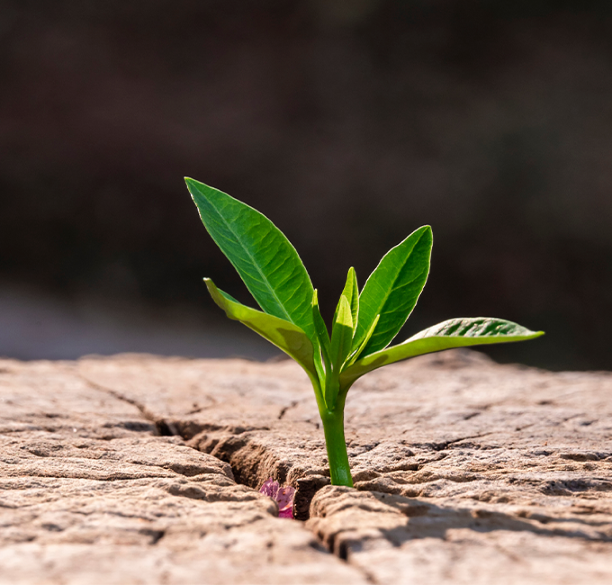 Regenerate natural systems